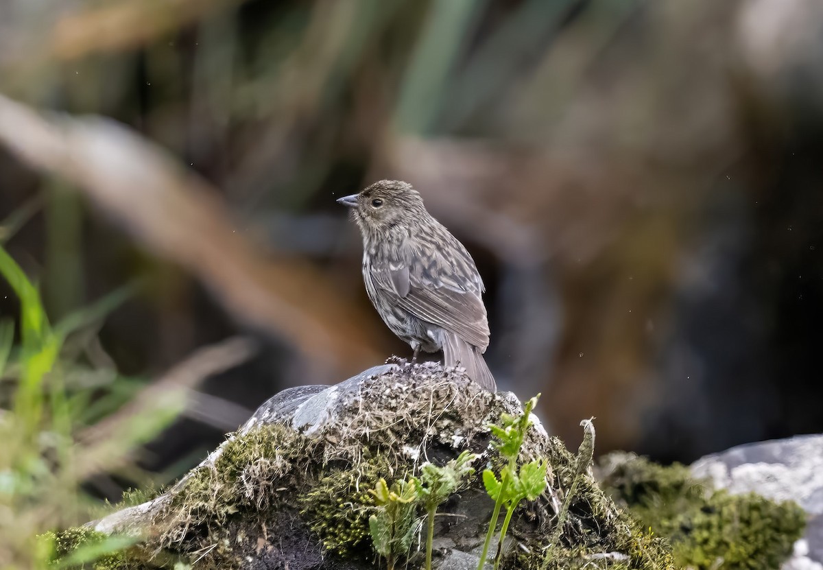 Plumbeous Sierra Finch - ML638710592
