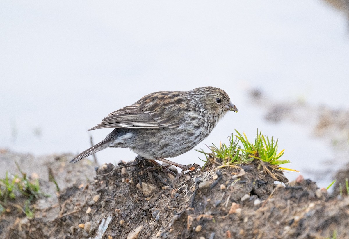 Plumbeous Sierra Finch - ML638710593