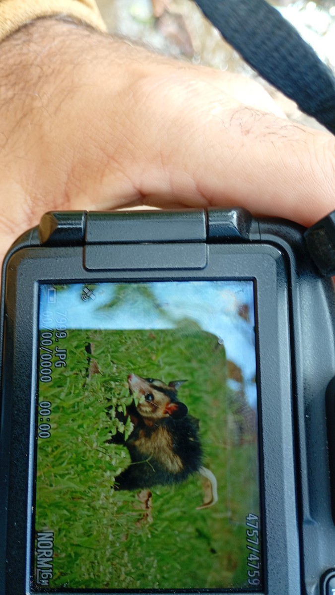 Big-eared Opossum - ML638710596