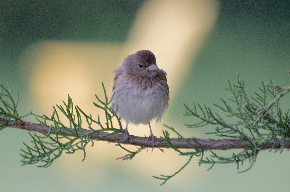 Dark-eyed Junco - ML638710617