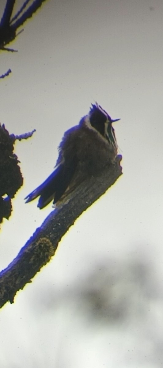 Green-bearded Helmetcrest - ML638710624
