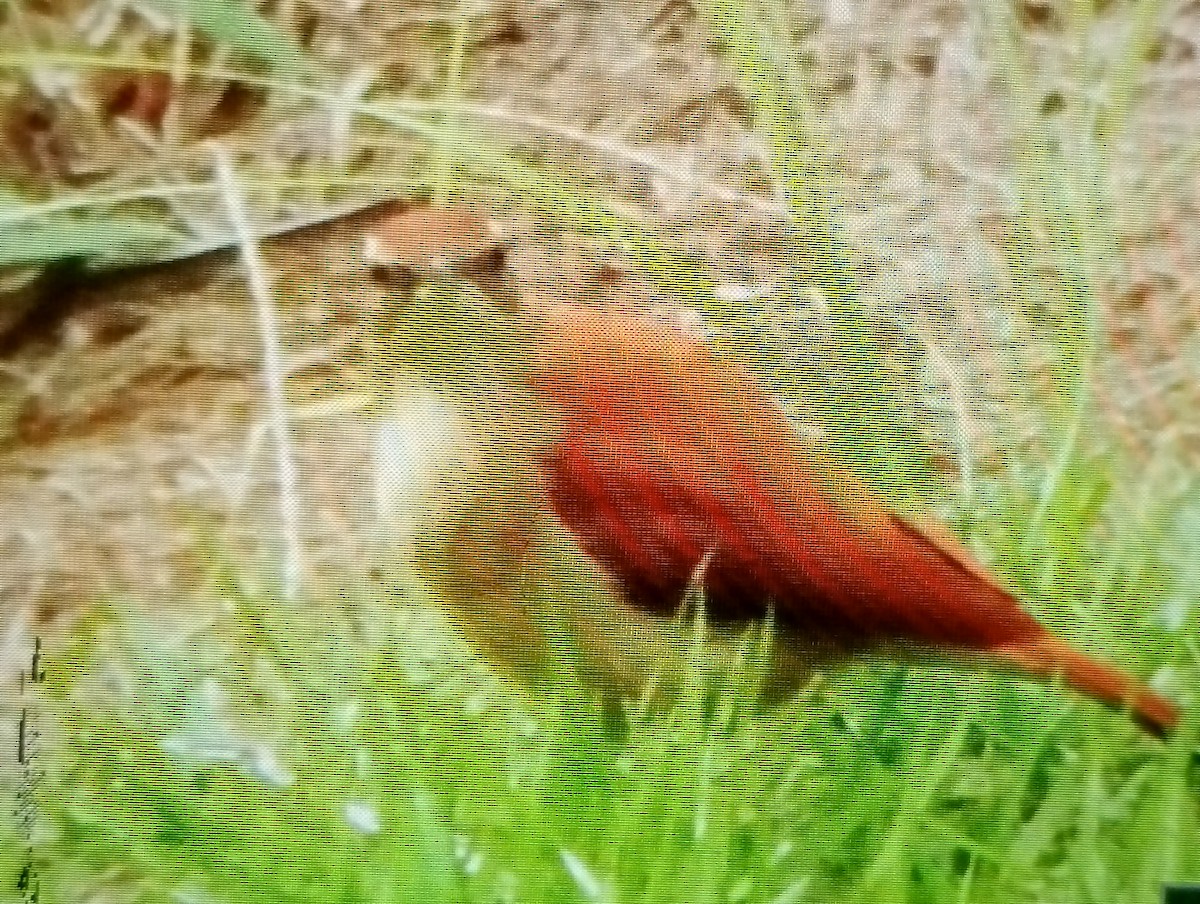 Wing-banded Hornero - ML638710627