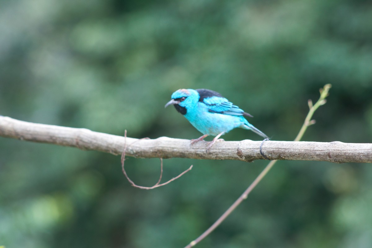Blue Dacnis - ML638710629