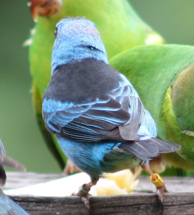 Blue Dacnis - ML638710652