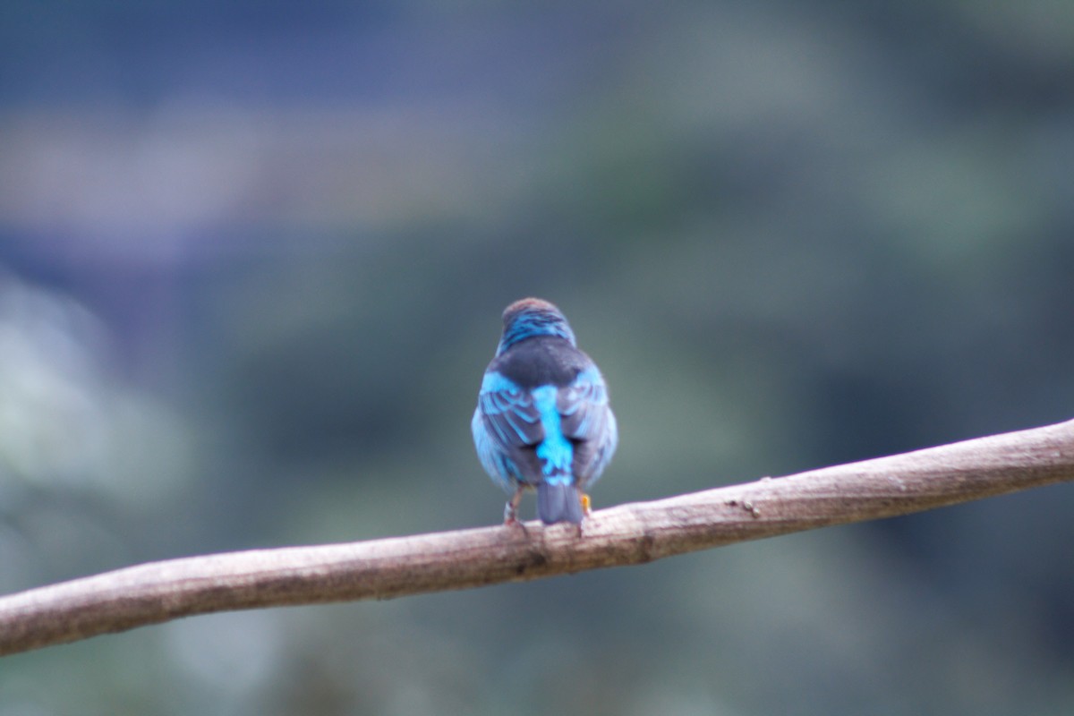 Blue Dacnis - ML638710654