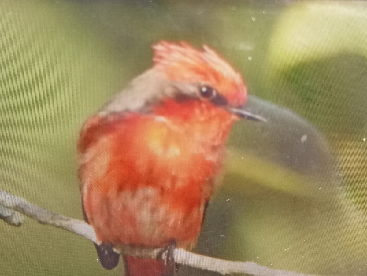 Vermilion Flycatcher - ML638710655