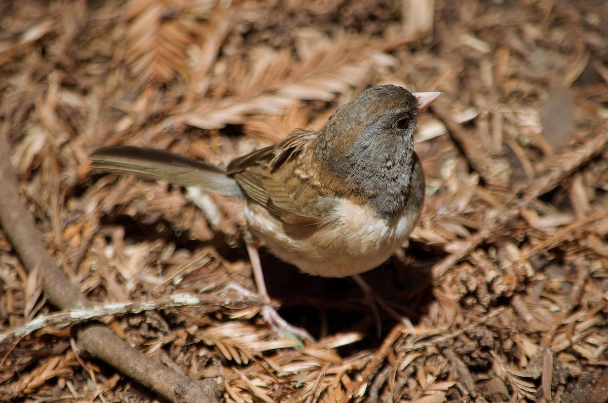 Dark-eyed Junco - ML638710702