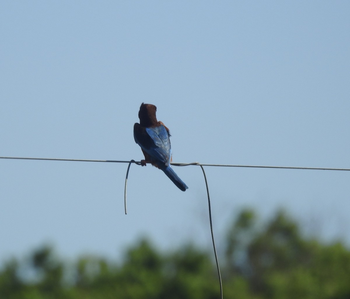 White-throated Kingfisher - ML638710761
