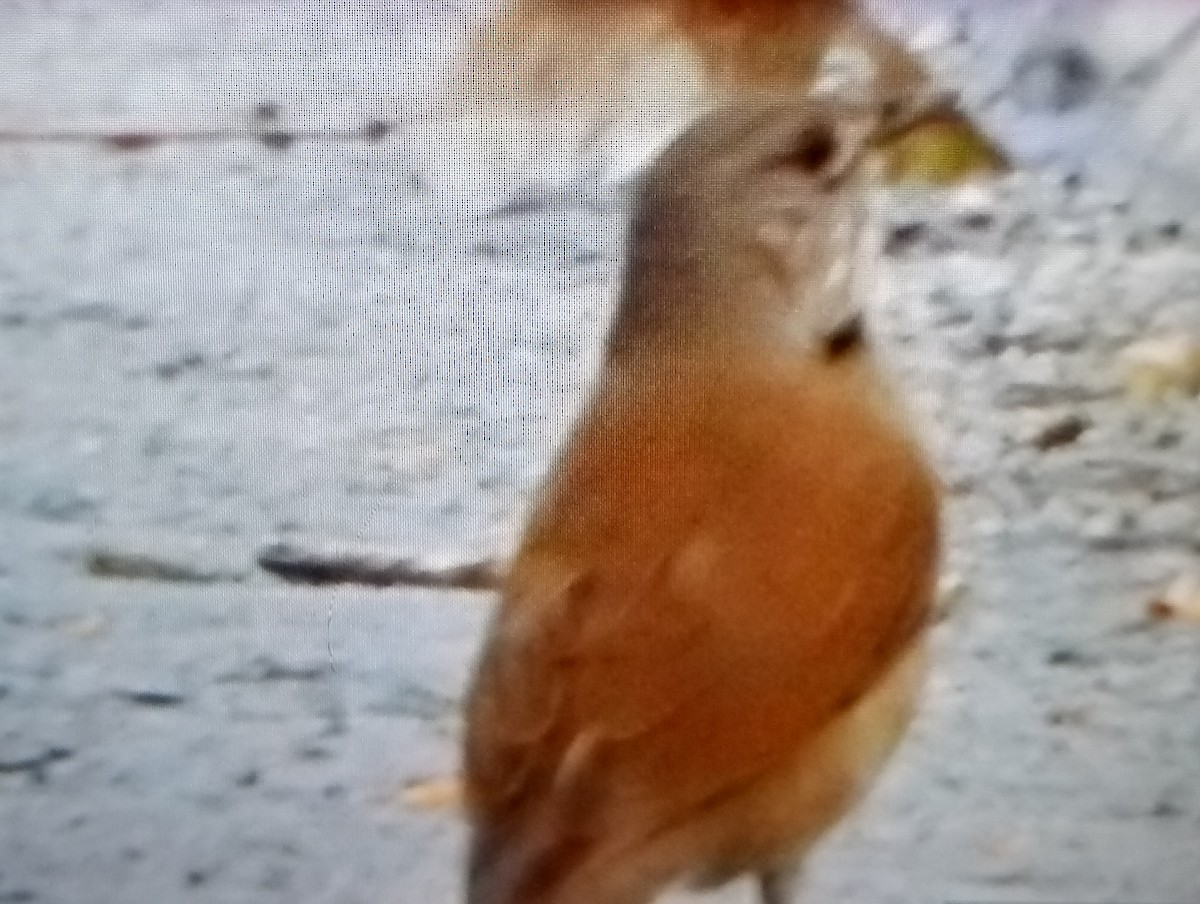 Pale-breasted Thrush - ML638710767