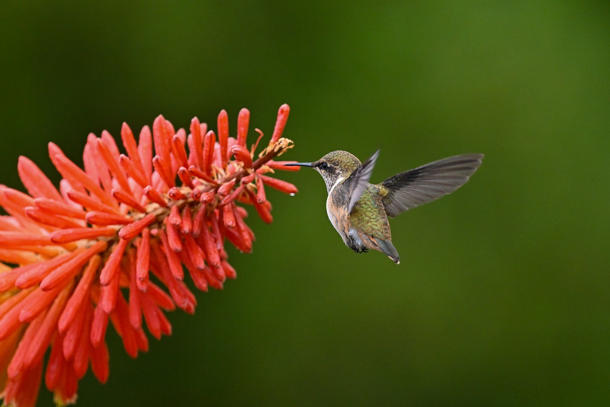 Volcano Hummingbird - ML638710788
