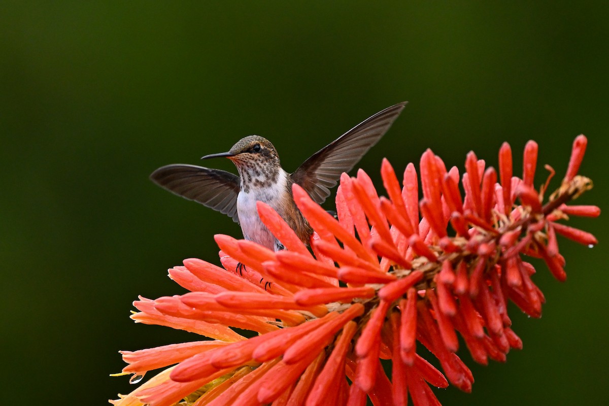 Volcano Hummingbird - ML638710793