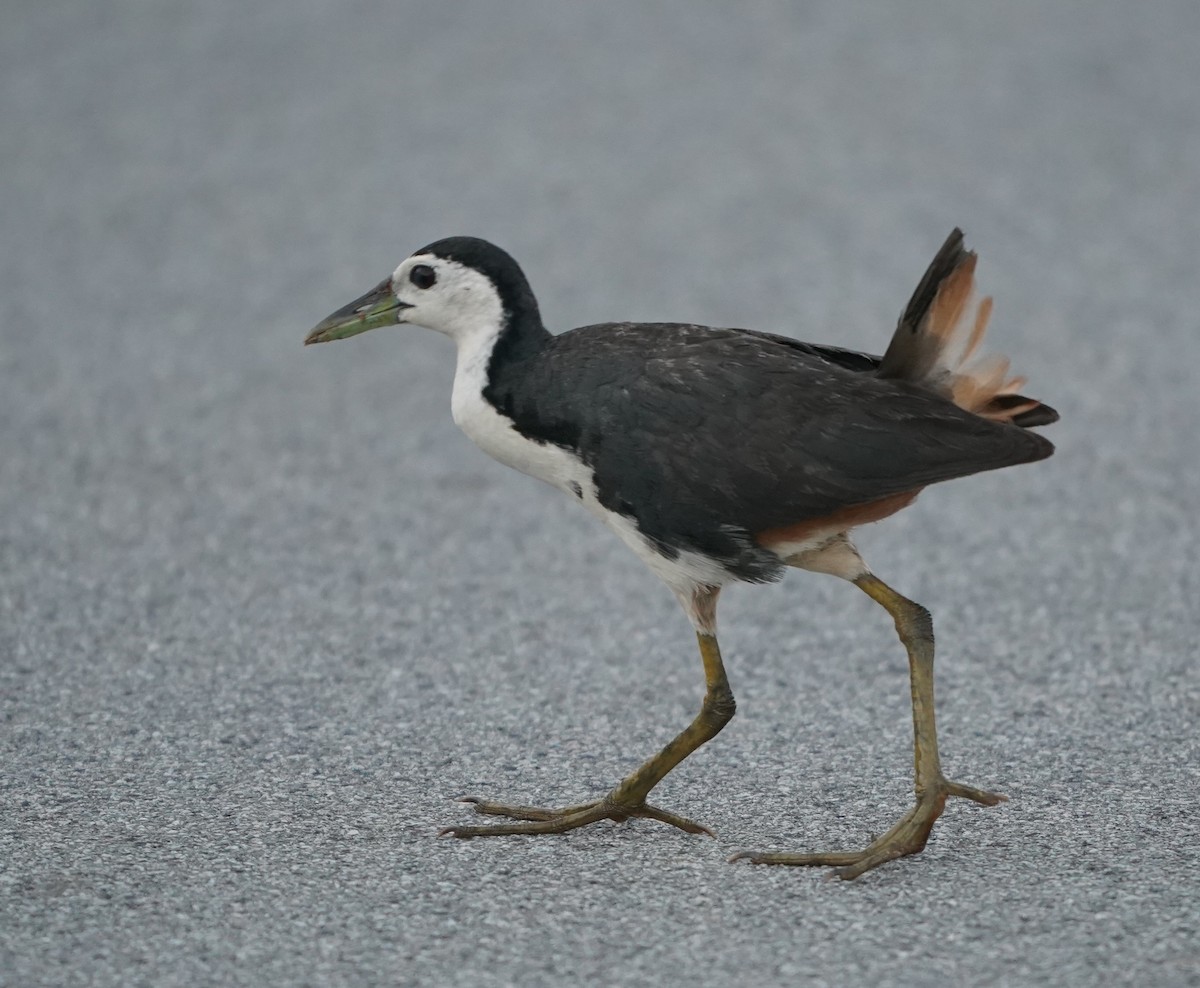 White-breasted Waterhen - ML638710798