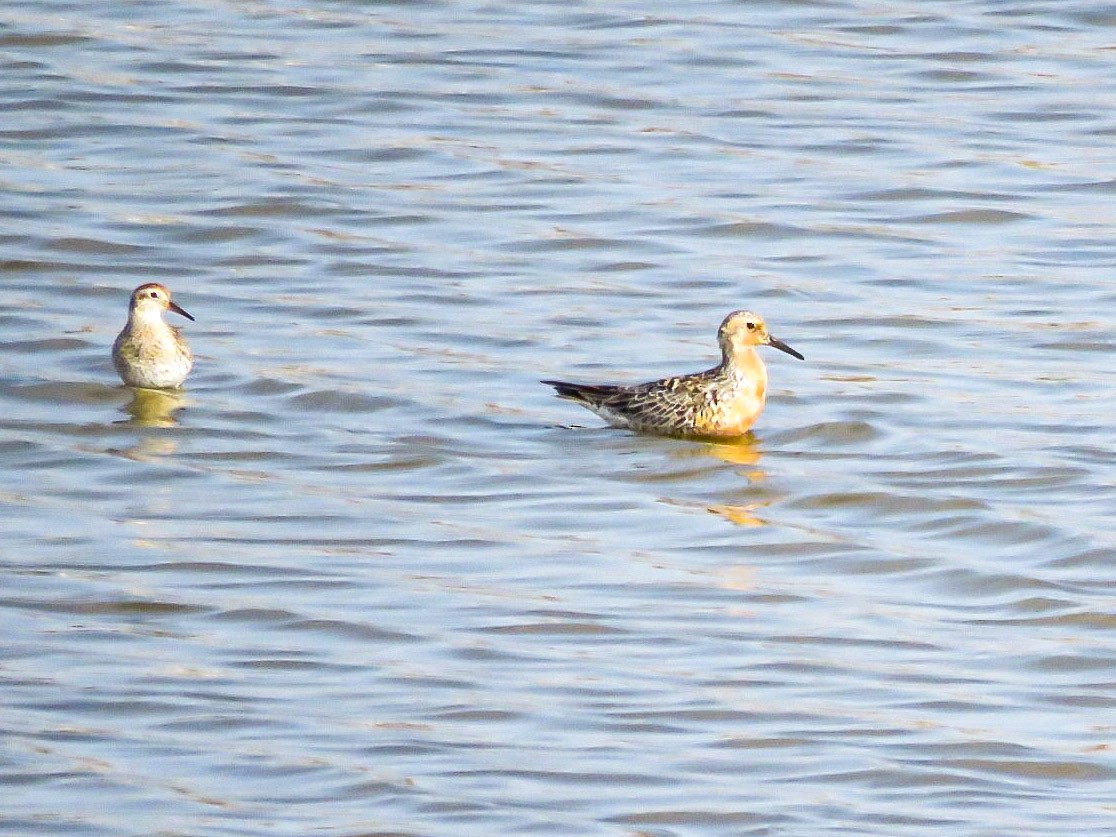Bécasseau maubèche - ML638710816