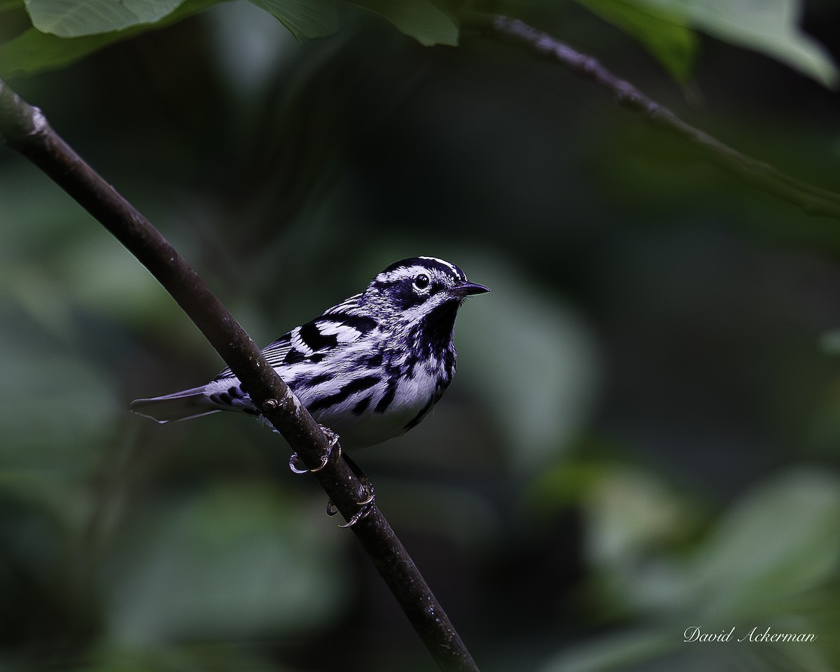 Black-and-white Warbler - ML638710855