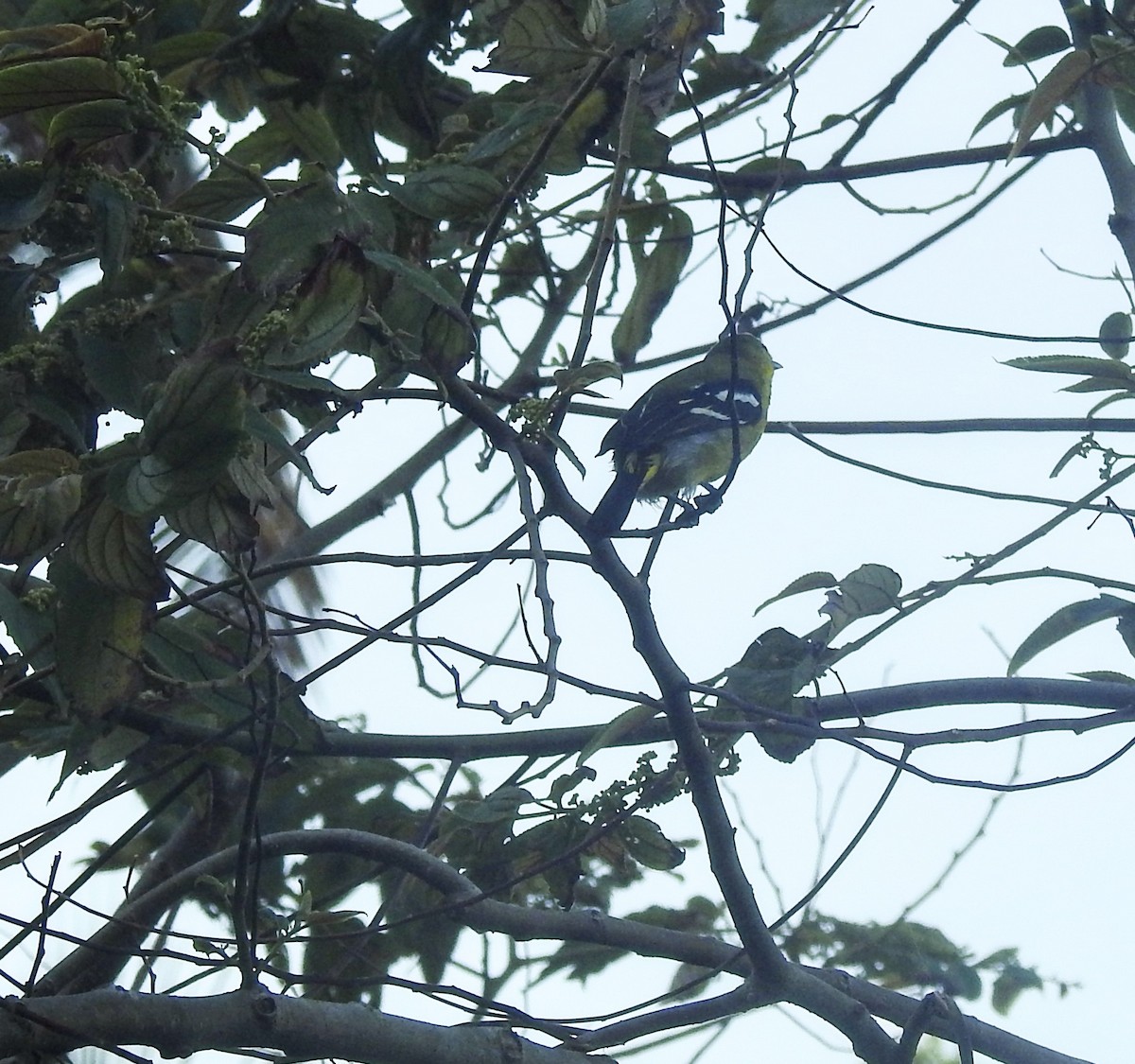 Common Iora - ML638710863