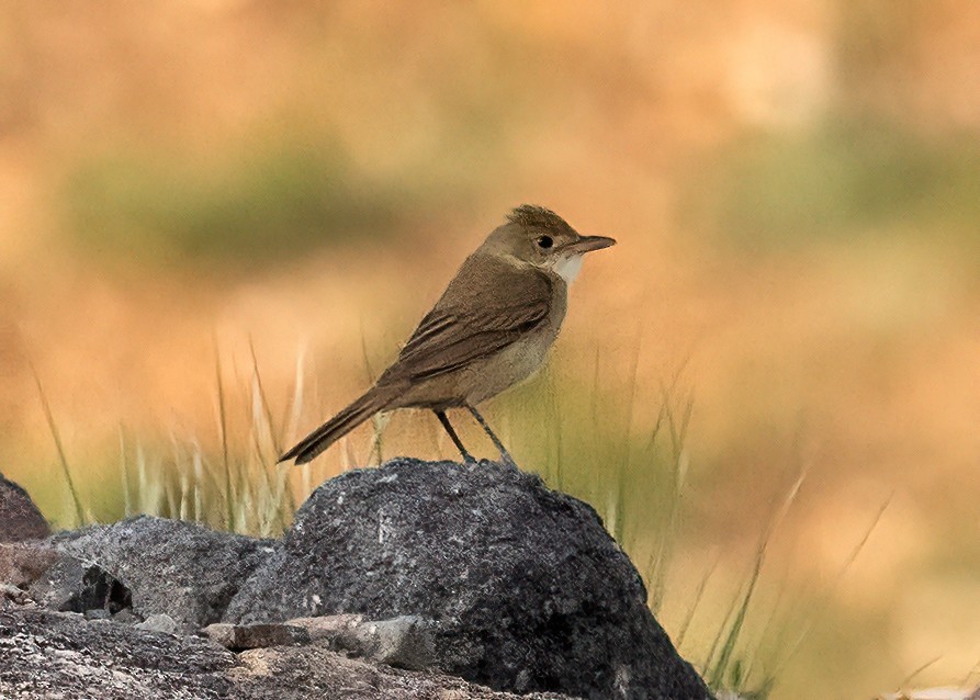 Thick-billed Warbler - ML638710873