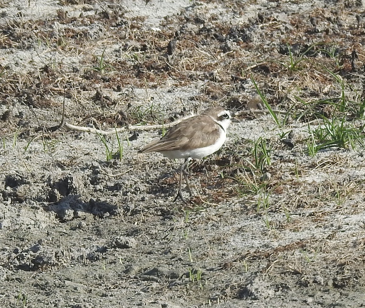 Seeregenpfeifer (seebohmi) - ML638710911