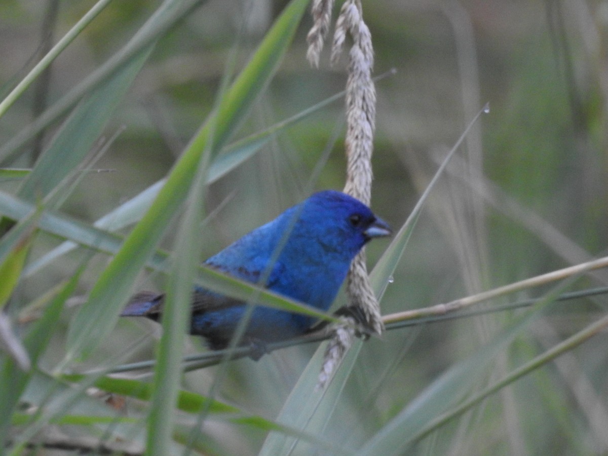 Indigo Bunting - ML638710914