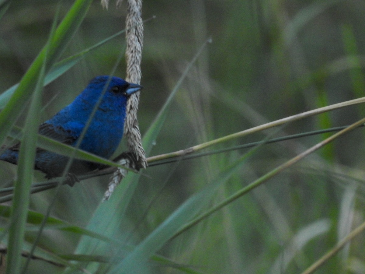 Indigo Bunting - ML638710915