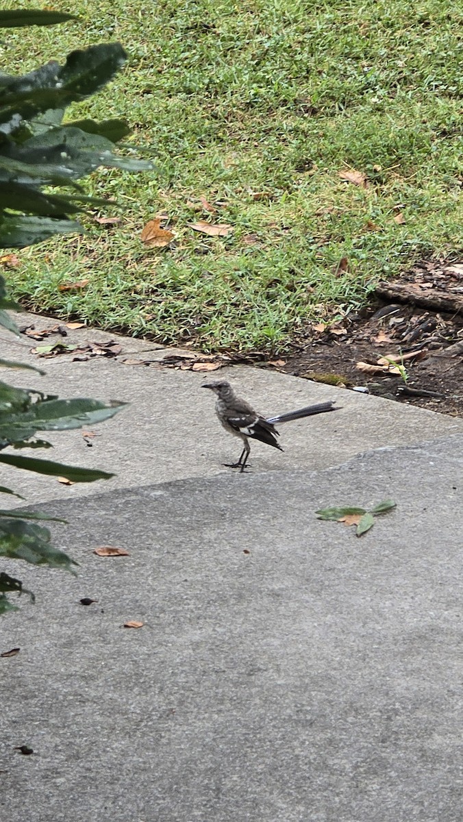 Northern Mockingbird - ML638710965