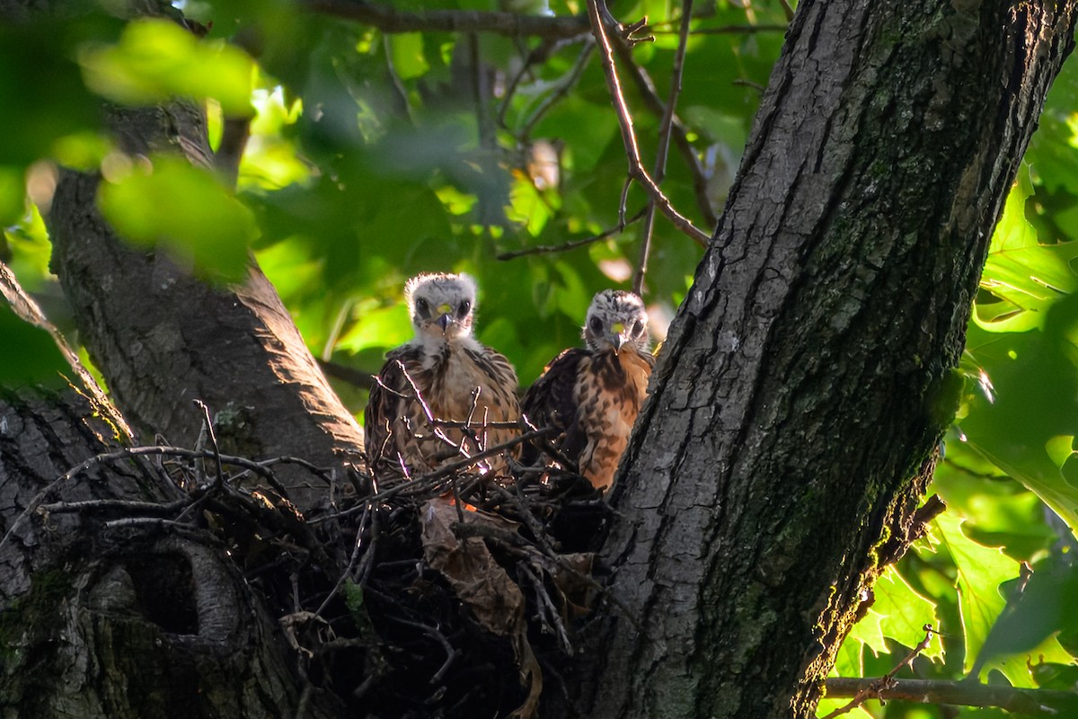 Broad-winged Hawk - ML638710996