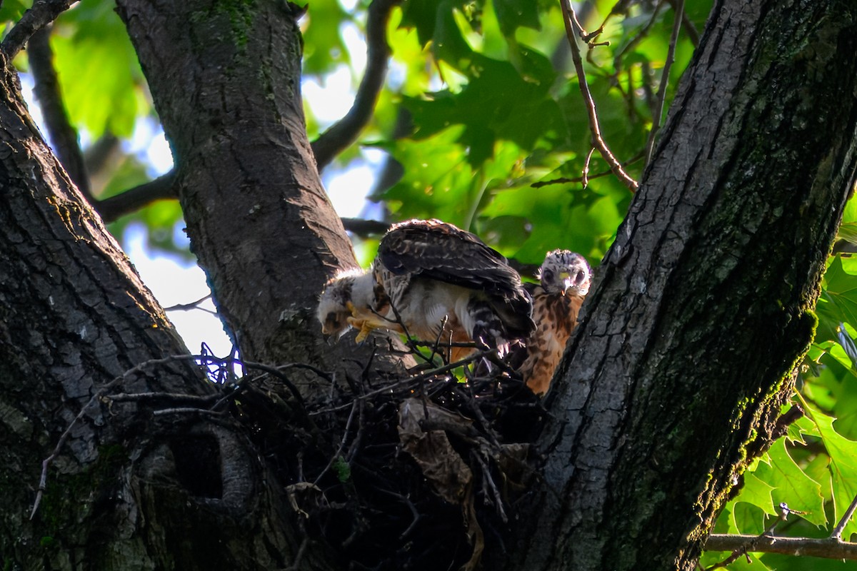 Broad-winged Hawk - ML638711005