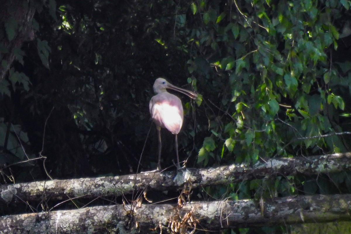 Roseate Spoonbill - ML638711006