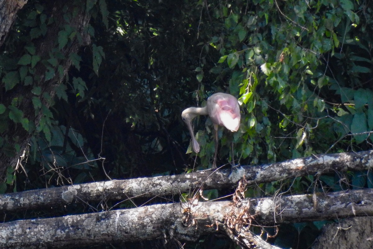 Roseate Spoonbill - ML638711007
