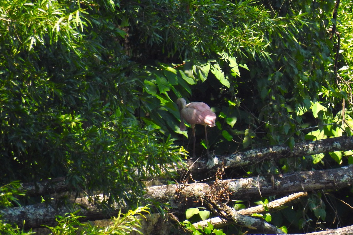 Roseate Spoonbill - ML638711008