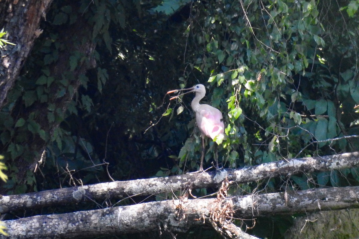 Roseate Spoonbill - ML638711009