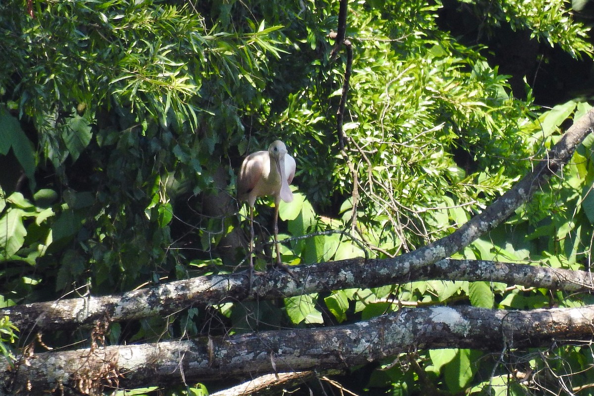 Roseate Spoonbill - ML638711010