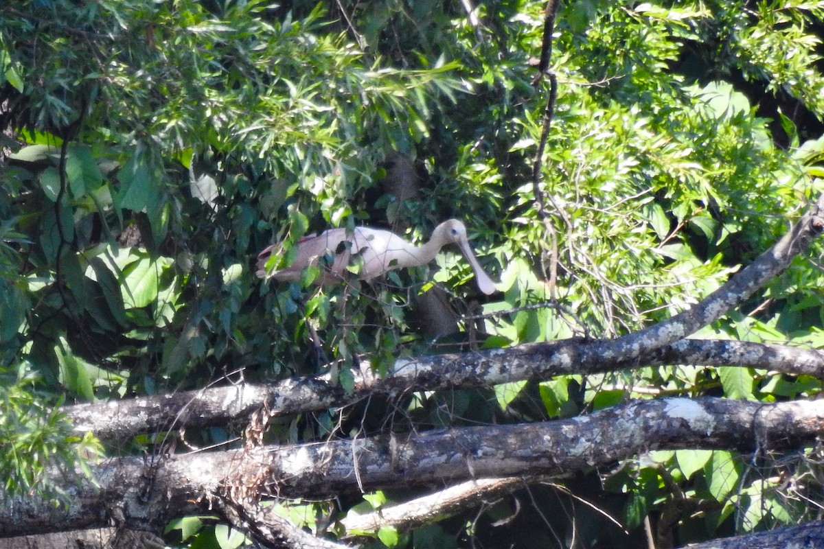 Roseate Spoonbill - ML638711011