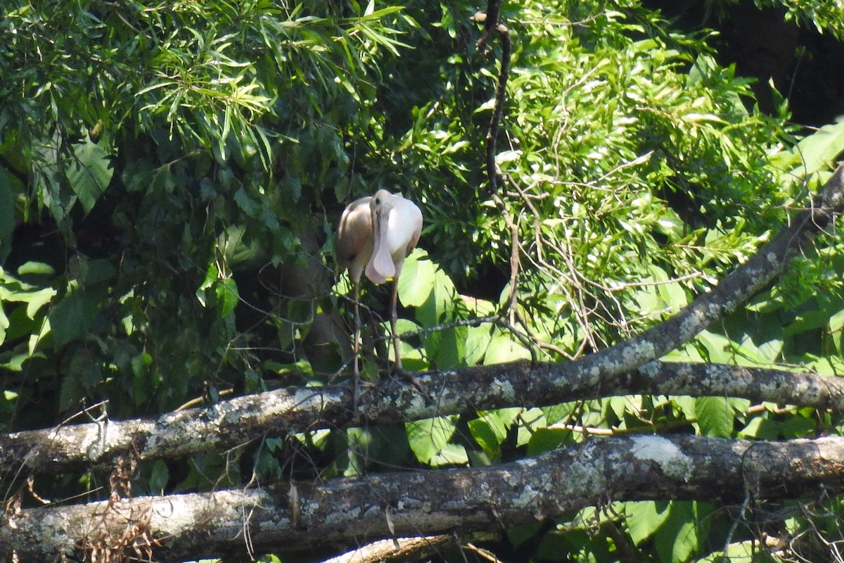 Roseate Spoonbill - ML638711012