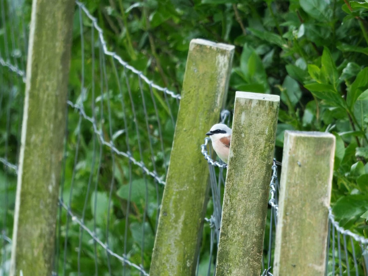 Red-backed Shrike - ML638711045