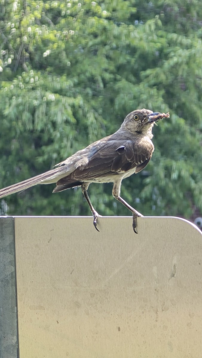 Northern Mockingbird - ML638711053