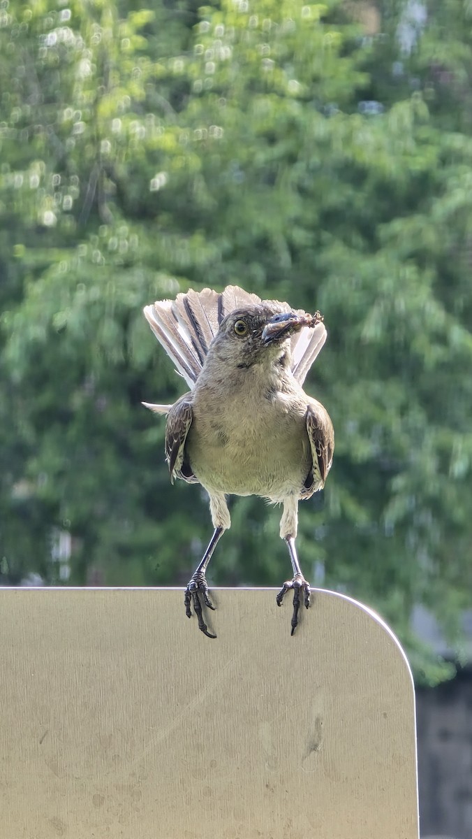 Northern Mockingbird - ML638711054