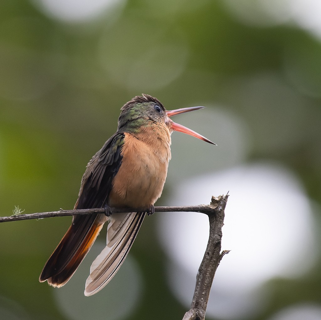 Cinnamon Hummingbird - ML638711073