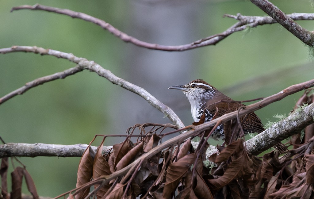 Banded Wren - ML638711078