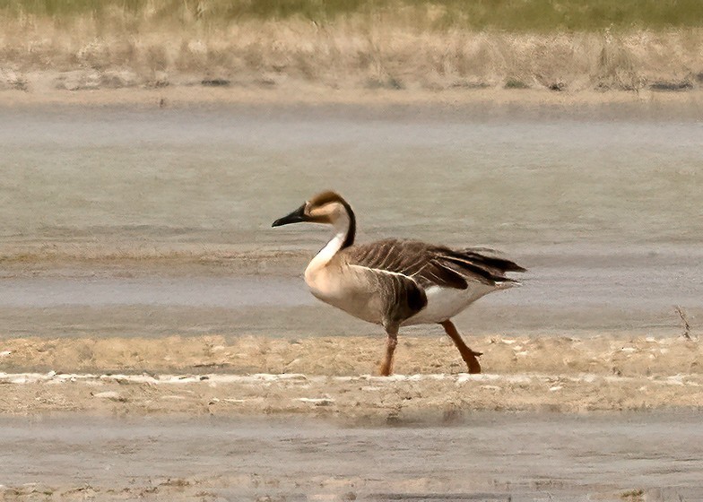 Ánsar Cisnal - ML638711085