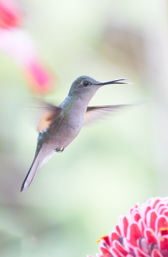 Blue-capped Hummingbird - ML638711093