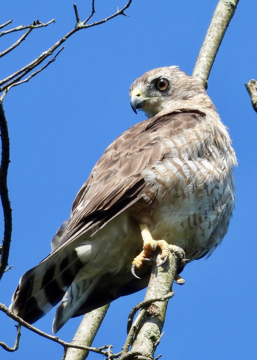 Broad-winged Hawk - ML638711096
