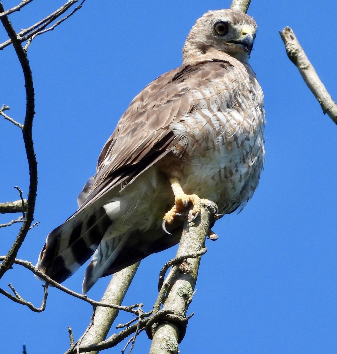 Broad-winged Hawk - ML638711097