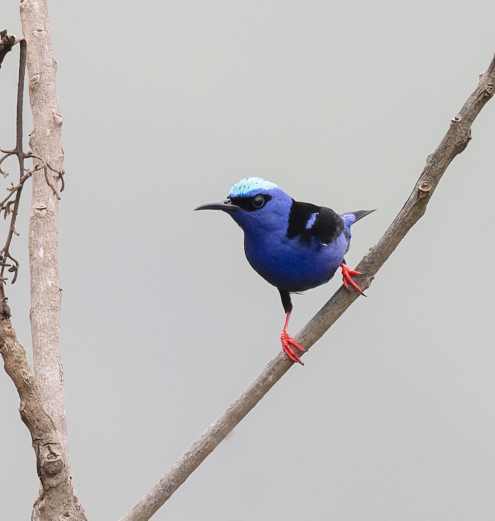 Red-legged Honeycreeper - ML638711100
