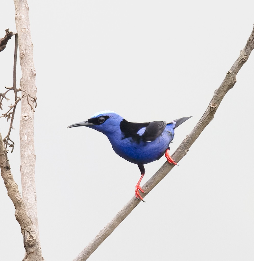 Red-legged Honeycreeper - ML638711101