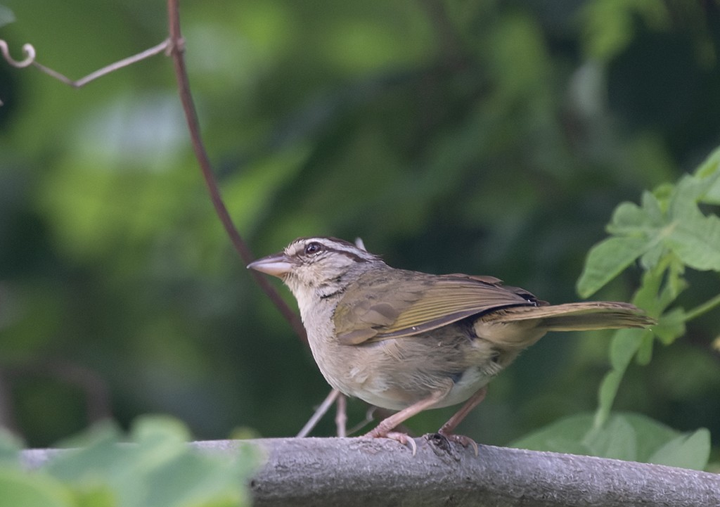Olive Sparrow (Pacific) - ML638711127