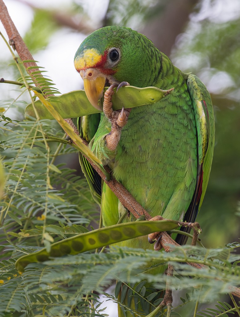 White-fronted Amazon - ML638711138