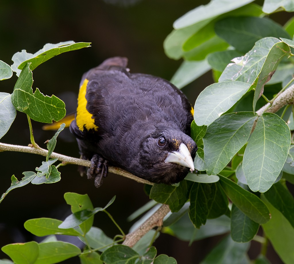 Yellow-winged Cacique - ML638711144