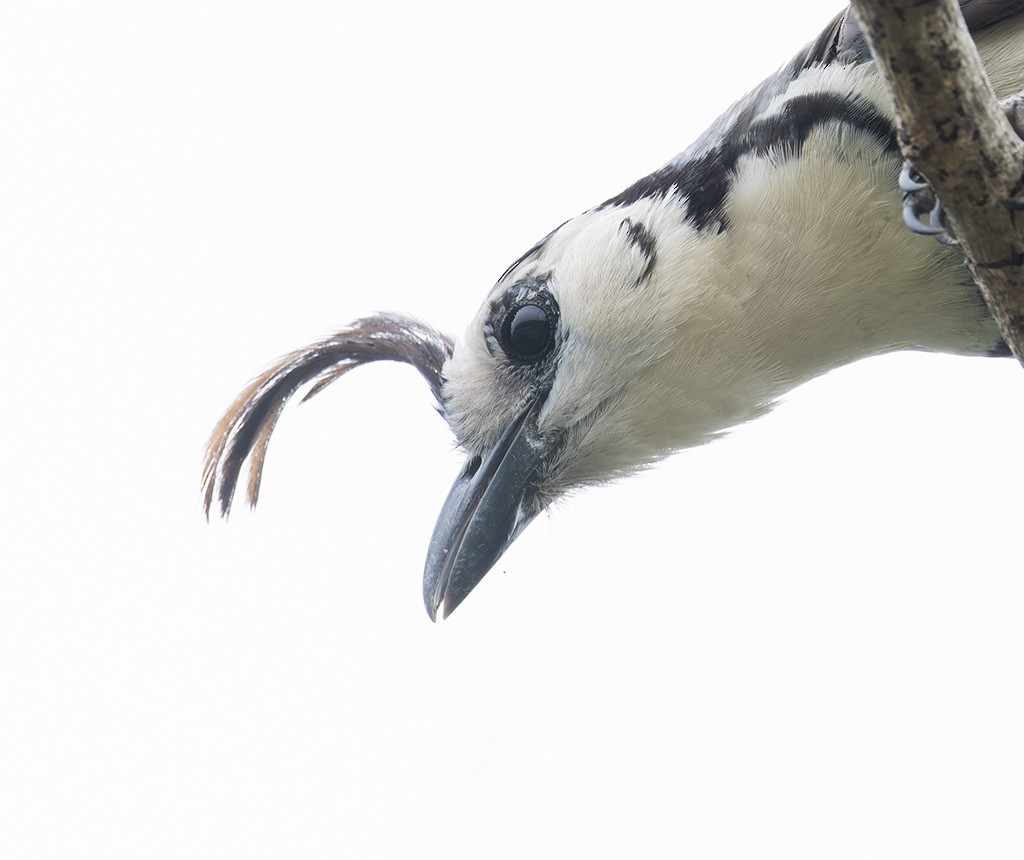White-throated Magpie-Jay - ML638711148