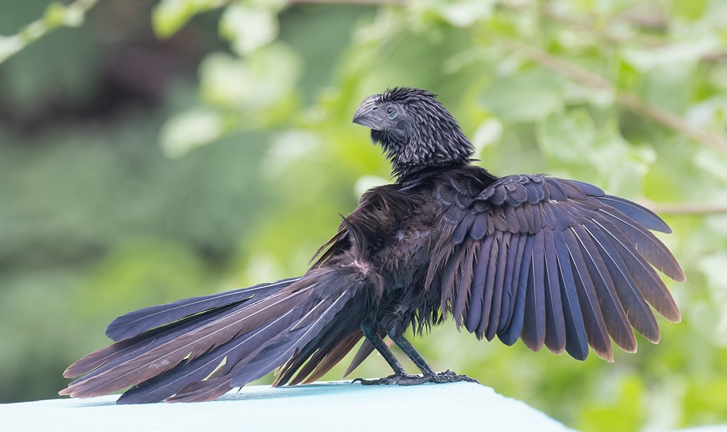 Groove-billed Ani - ML638711153