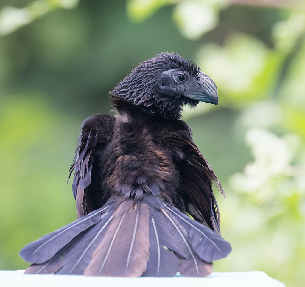 Groove-billed Ani - ML638711154
